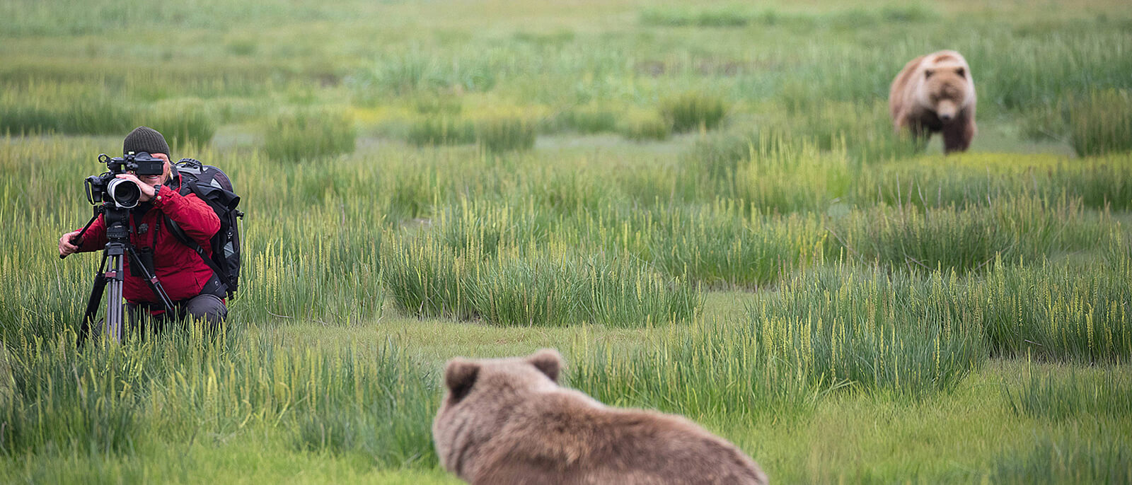 andreas kieling fotografiert oder filmt baeren im hohen grass