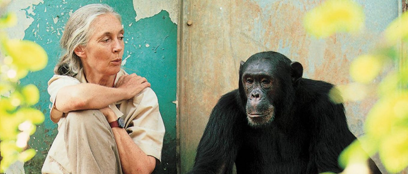 Jane Goodall