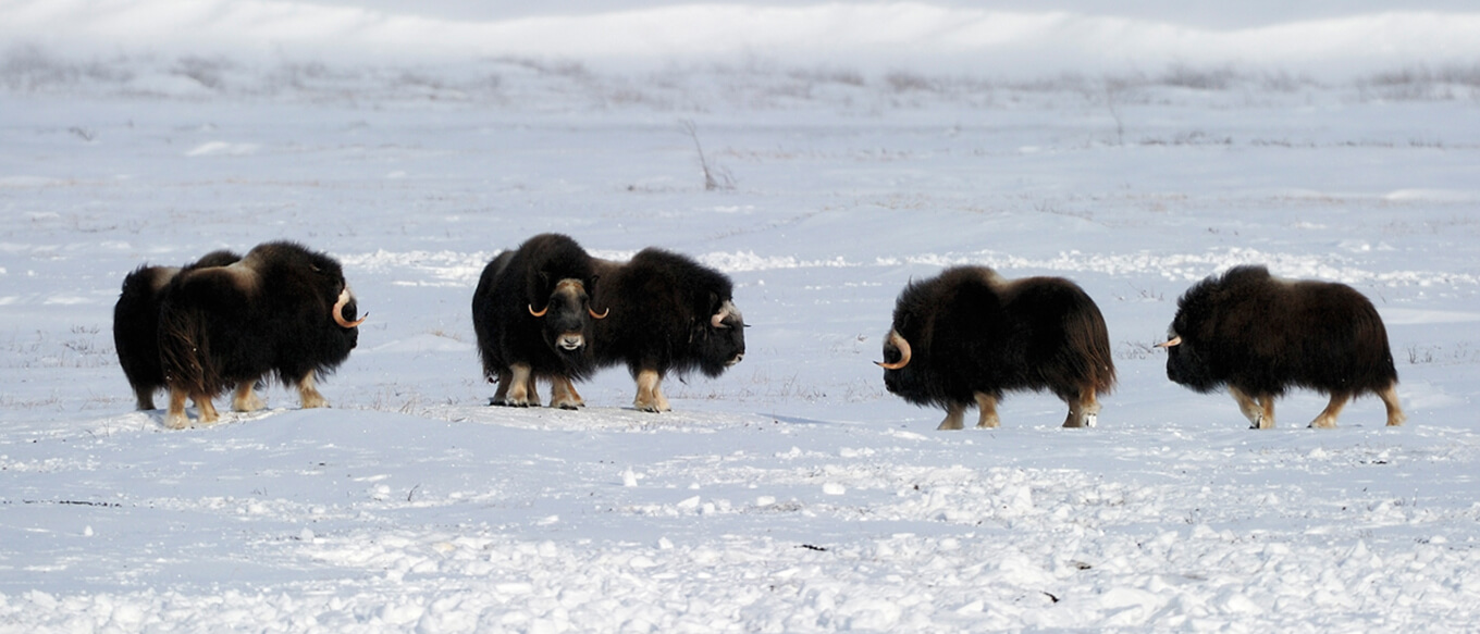 Moschusochsen im Schnee