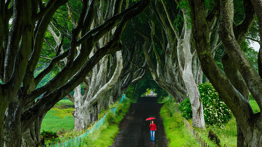 Dark Hedges