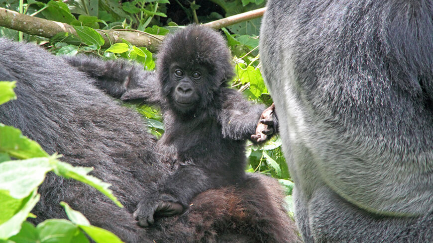 gorilla baby im wald